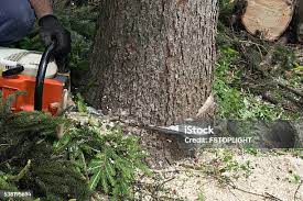 Best Palm Tree Trimming  in Roanoke, IN
