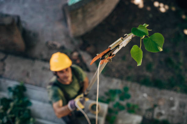 Best Utility Line Clearance  in Roanoke, IN