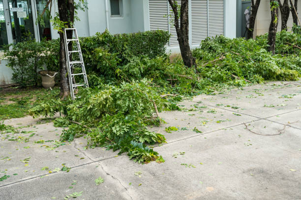 Best Hedge Trimming  in Roanoke, IN