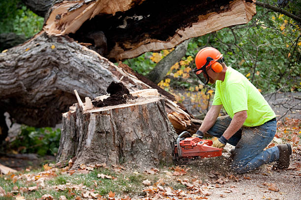 Leaf Removal in Roanoke, IN