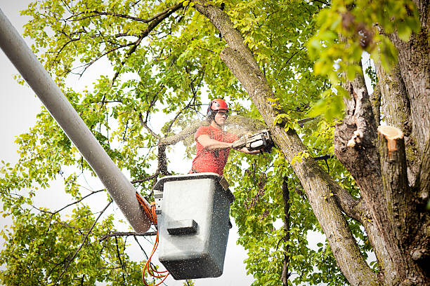  Roanoke, IN Tree Removal Pros